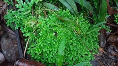 Selaginella muscosa