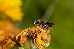 Stratiomys longicornis