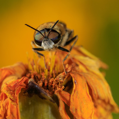 Stratiomys longicornis
