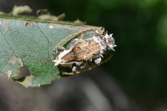 Desmiphora