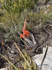 Watsonia schlechteri