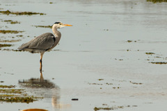 Ardea cinerea
