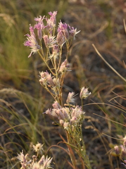 Jurinea multiflora