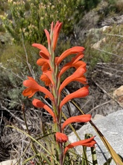 Watsonia schlechteri