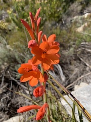 Watsonia schlechteri