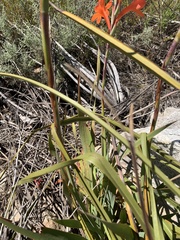 Watsonia schlechteri