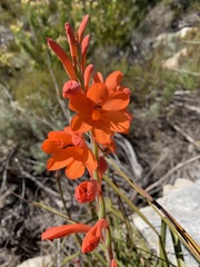Watsonia schlechteri
