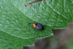 Centrinus argentinensis