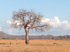 Adansonia