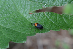 Centrinus argentinensis
