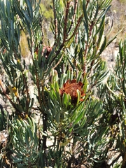 Protea canaliculata