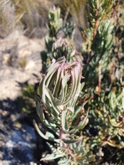 Protea canaliculata
