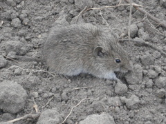 Microtus arvalis