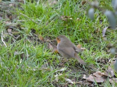 Erithacus rubecula
