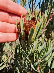 Protea canaliculata