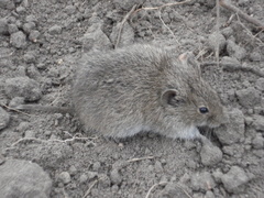 Microtus arvalis