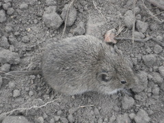 Microtus arvalis
