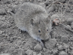 Microtus arvalis
