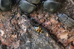 Lioschema rubrovaria