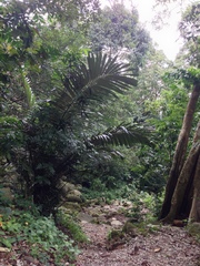 Arenga pinnata