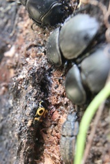 Lioschema rubrovaria