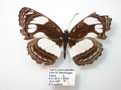 Neptis