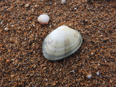 Ruditapes decussatus