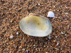 Ruditapes decussatus