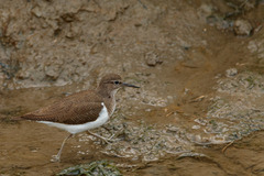 Actitis hypoleucos