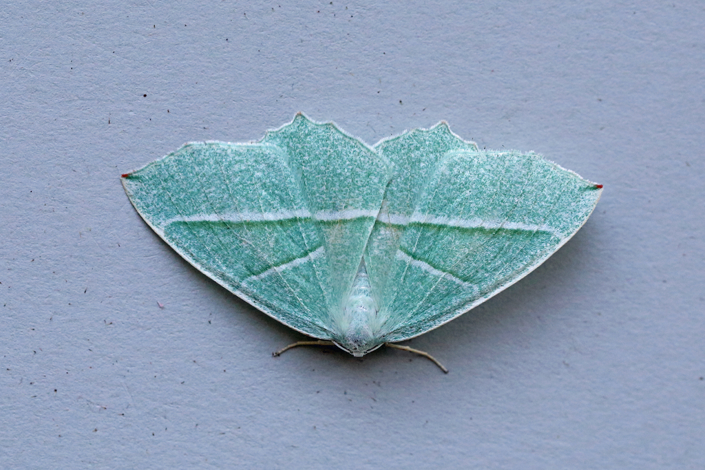 Light Emerald