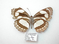 Neptis