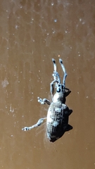 Cyphicerini