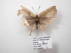 Lycaenidae