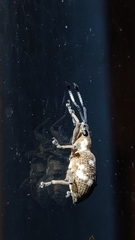 Cyphicerini