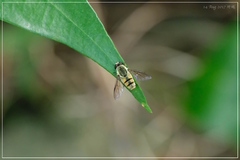 Dissoptera heterothrix