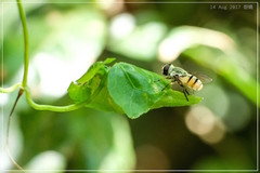 Dissoptera heterothrix