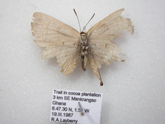 Lycaenidae