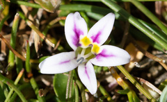 Lobelia oligophylla