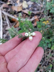 Erica marifolia