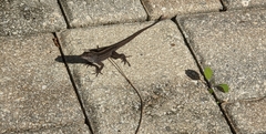 Anolis sagrei