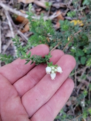 Erica marifolia