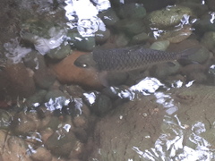 Tor tambroides