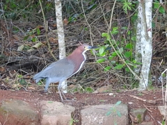 Tigrisoma lineatum