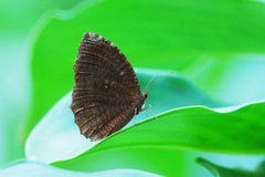 Elymnias hypermnestra beatrice