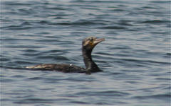 Phalacrocorax carbo