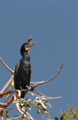 Phalacrocorax carbo