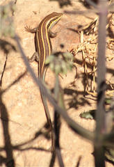 Trachylepis quinquetaeniata