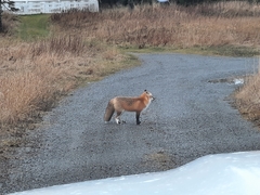 Vulpes vulpes deletrix