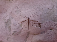 Tipuloidea