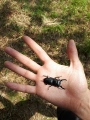 Serrognathus titanus castanicolor